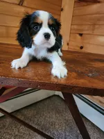 BRIE, a female Cavalier King Charles Spaniel for sale in Elverson, PA – 8 of 10