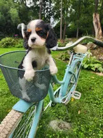 BRIE, a female Cavalier King Charles Spaniel for sale in Elverson, PA – 10 of 10