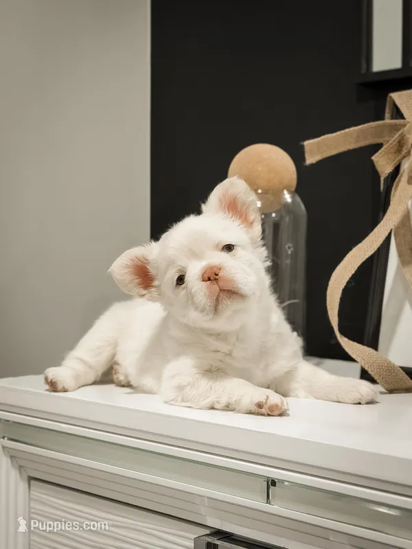 iCloud – French Bulldog puppy for sale in Summerville, SC