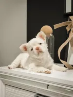 iCloud, a female French Bulldog for sale in Summerville, SC – Photo 1 of 2