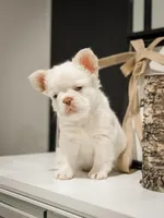 iCloud, a female French Bulldog for sale in Summerville, SC – Photo 2 of 2