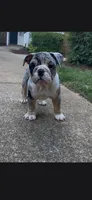 Me2, a female English Bulldog for sale in Raleigh, NC – 2 of 2