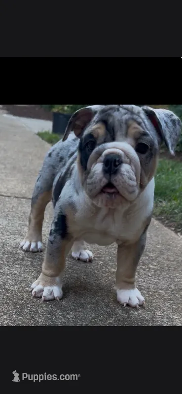 Me2 – English Bulldog puppy for sale in Raleigh, NC