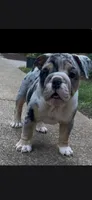 Me2, a female English Bulldog for sale in Raleigh, NC – 1 of 2