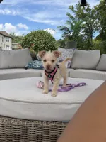 Pucci, a female Chorkie for sale in Fairfax, VA – 5 of 9