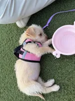 Pucci, a female Chorkie for sale in Fairfax, VA – 6 of 9