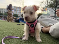 Pucci, a female Chorkie for sale in Fairfax, VA – 3 of 9