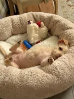 Pucci, a female Chorkie for sale in Fairfax, VA – 4 of 9