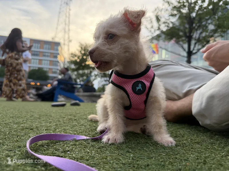 Pucci – Chorkie puppy for sale in Fairfax, VA