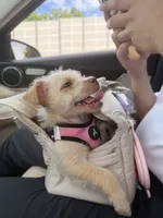 Pucci, a female Chorkie for sale in Fairfax, VA – 2 of 9