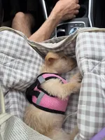 Pucci, a female Chorkie for sale in Fairfax, VA – 8 of 9