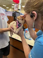 Pucci, a female Chorkie for sale in Fairfax, VA – 7 of 9