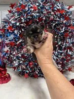 Bud, a male French Bulldog for sale in Anthony, NM – 4 of 4