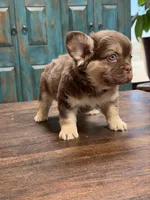 Anne, a female French Bulldog for sale in Anthony, NM – Photo 3 of 6