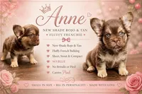 Anne, a female French Bulldog for sale in Anthony, NM – Photo 2 of 6