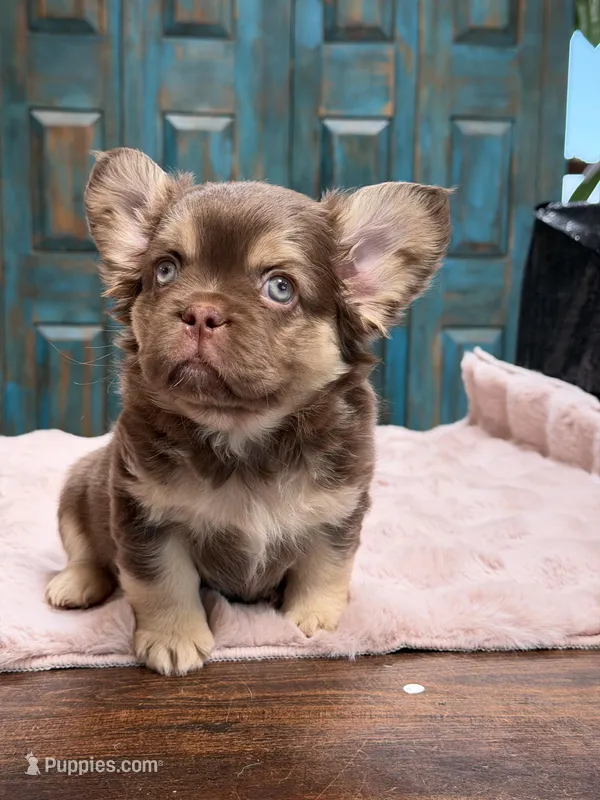 Anne – French Bulldog puppy for sale in Anthony, NM