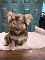 Anne, a female French Bulldog for sale in Anthony, NM – Photo 1 of 6
