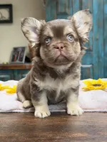 Anne, a female French Bulldog for sale in Anthony, NM – Photo 5 of 6
