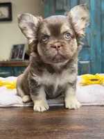 Anne, a female French Bulldog for sale in Anthony, NM – Photo 4 of 6