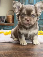 Anne, a female French Bulldog for sale in Anthony, NM – Photo 6 of 6