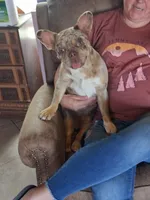 Del, a female French Bulldog for sale in Anthony, NM – 1 of 1