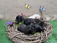 Chomps, a male French Bulldog for sale in Anthony, NM – 5 of 5