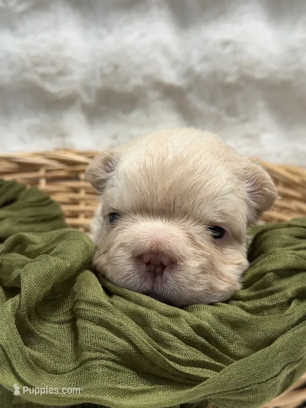 Chloe – French Bulldog puppy for sale in Anthony, NM
