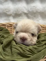 Chloe, a female French Bulldog for sale in Anthony, NM – 3 of 9