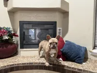 Bella, a female French Bulldog for sale in Anthony, NM – 3 of 4