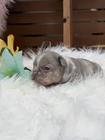 Elsa, a female French Bulldog for sale in Anthony, NM – Photo 3 of 3