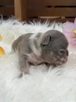 Elsa, a female French Bulldog for sale in Anthony, NM – Photo 1 of 3