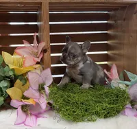 Tink, a female French Bulldog for sale in Anthony, NM – Photo 1 of 4