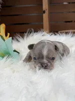 Elsa, a female French Bulldog for sale in Anthony, NM – Photo 2 of 3