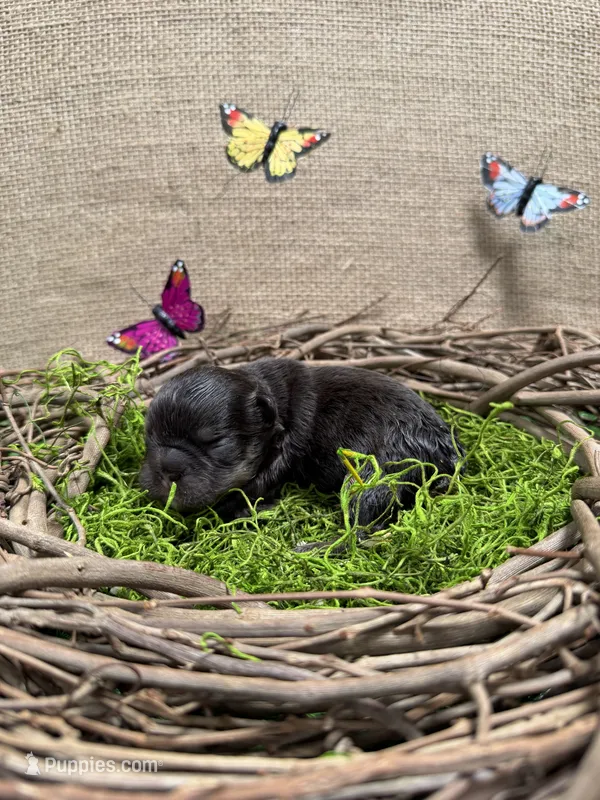 Poppy – French Bulldog puppy for sale in Anthony, NM