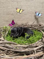 Poppy, a female French Bulldog for sale in Anthony, NM – 1 of 4