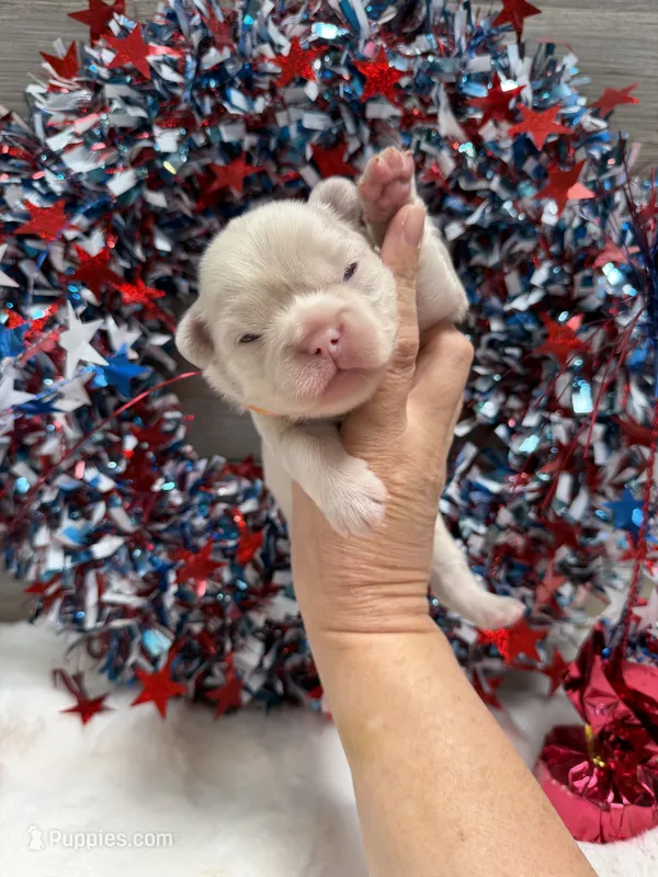 Thistle-pink – French Bulldog puppy for sale in Anthony, NM