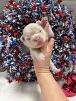 Thistle-pink, a male French Bulldog for sale in Anthony, NM – 1 of 5