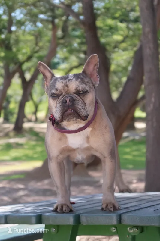 Piper – French Bulldog puppy for sale in Anthony, NM
