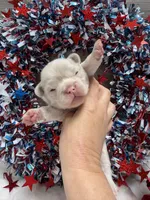 Thistle-pink, a male French Bulldog for sale in Anthony, NM – 3 of 5