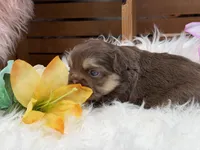 Anne, a female French Bulldog for sale in Anthony, NM – Photo 6 of 6