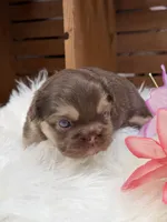 Anne, a female French Bulldog for sale in Anthony, NM – Photo 2 of 6