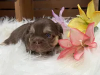 Anne, a female French Bulldog for sale in Anthony, NM – Photo 3 of 6