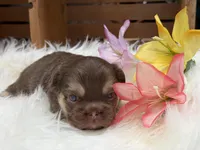 Anne, a female French Bulldog for sale in Anthony, NM – Photo 4 of 6