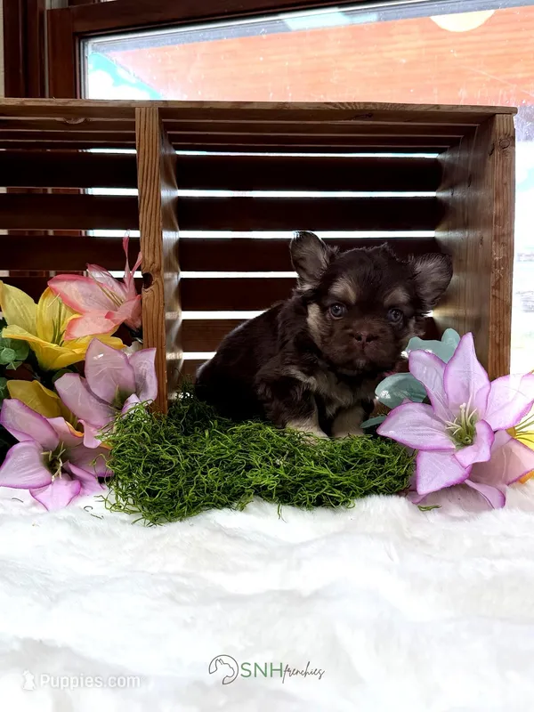 Anne – French Bulldog puppy for sale in Anthony, NM