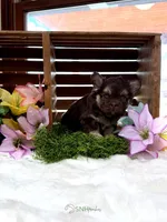 Anne, a female French Bulldog for sale in Anthony, NM – 1 of 7