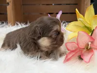 Anne, a female French Bulldog for sale in Anthony, NM – Photo 5 of 6