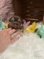 Anne, a female French Bulldog for sale in Anthony, NM – Photo 1 of 6