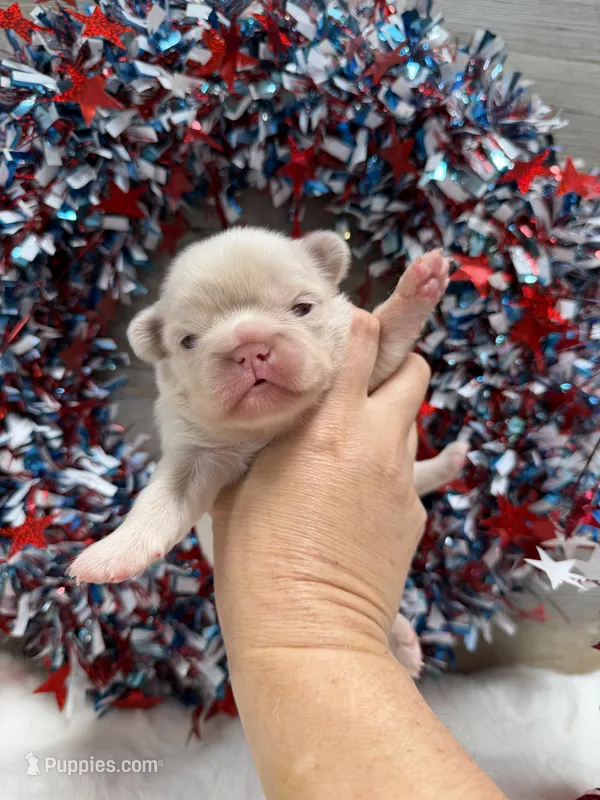 Thorn-pink – French Bulldog puppy for sale in Anthony, NM
