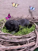 Tyson, a male French Bulldog for sale in Anthony, NM – 2 of 4