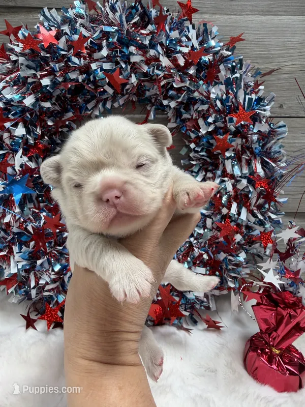 Daisy-pink – French Bulldog puppy for sale in Anthony, NM